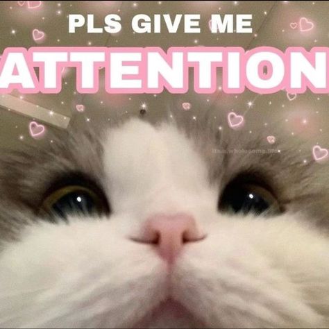 I Need Attention Cute, Give Me Attention Wholesome, Text Me Back Cat, Give Me Attention Cute, Need Attention Meme Funny, I Need Attention Reaction Pic, I Want Attention Reaction Pic, Attention Please Meme, Give Me Attention Reaction Pic