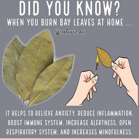 Burn Bay Leaves, Burning Bay Leaves, Magia Das Ervas, Herbal Magic, Bay Leaves, Nutrition Education, Edible Plants, Healing Herbs, Natural Health Remedies