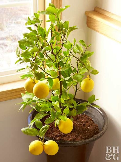 Indoor Lemon Tree Houseplant, Indoor Fruit Plants, Grow Fruit Indoors, Indoor Lemon Tree, Indoor Fruit Trees, Indoor Vegetables, Tattoo Plant, Growing Fruit Trees, Lemon Trees