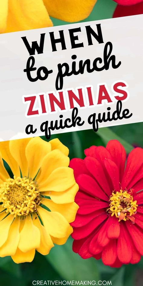 Maximize your zinnia garden with our guide on when to pinch for beautiful, bushy plants. Pinching Zinnias, When To Plant Zinnias, Zinnias Garden Ideas, Ranch Home Landscaping, Growing Zinnias, Bushy Plants, Landscape Ideas Front Yard Curb Appeal, Seed Growing, Front Yard Curb Appeal