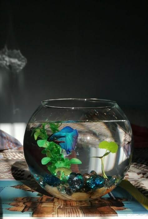 Fighter Fish Bowl Ideas, Small Betta Fish Tank, Decorative Fish Tank, Betta Fish Aesthetic Tank, Pet Fish Bowl Aesthetic, Small Tank Fish, Small Fish Tank Aesthetic, Aesthetic Beta Fish Tank, Pet Fish Aesthetic Tank