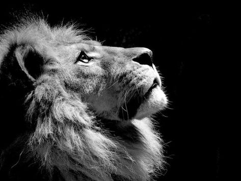 See a photo of a lion in Africa and download free wallpaper from National Geographic. Lion Profile, Lion Background, Black And White Animal Photography, Lion Africa, Black And White Lion, Profile Picture Images, Lion Photography, Photography Examples, Lion Wallpaper