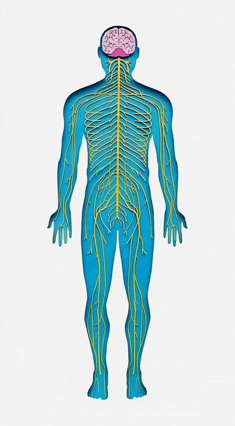 Owen Gildersleeve, Fun Anatomy, The Human Anatomy, Medical Drawings, Medical Dictionary, Anatomy Coloring Book, What Is Health, Human Body Art, Brain Art