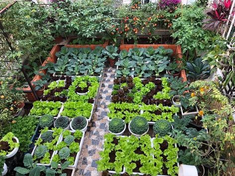 Roof Vegetable Garden, Rooftop Vegetable Garden, Fruit Trees Garden Design, Crate Garden, Apartment Vegetable Garden, Roof Garden Ideas, Vege Garden, Farming Ideas, Trees Garden