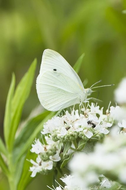 Borboleta branca Moth Caterpillar, Butterfly Kisses, White Garden, White Gardens, White Butterfly, Gardening Supplies, Butterfly Garden, The Butterfly, A Butterfly