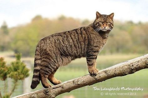 (1) Quora Scottish Scenery, Scottish Wildcat, Real Background, Small Wild Cats, Pallas's Cat, Cat Species, Cats Photos, Animal Study, Cat Pose