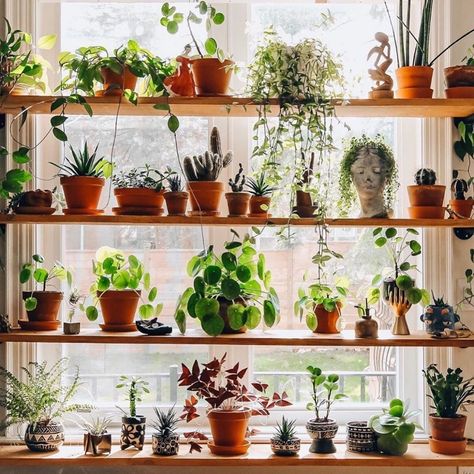 30 original Indoor Plant Decor Ideas. Find unique and fun ways to display your houseplant collection in your home... just like interior designers do! Fuchsia Aesthetic, Wednesday House, Window Plant Shelf, Plant Diary, Plant Goals, Plant Window, Window Plants, Window Shelves, Hanging Plants Indoor