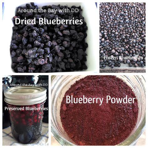 Preserving Blueberries ~ 4 Ways How To Preserve Blueberries, Dehydrated Blueberries Recipes, Preserving Blueberries, Freezing Blueberries, Dehydrated Blueberries, Blueberry Zucchini Cake, Blueberry Bran Muffins, Blueberries Recipes, Greek Yogurt Cake