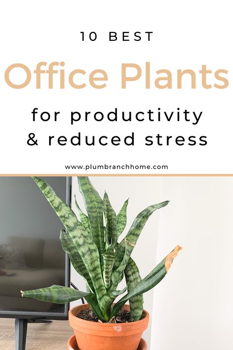 best office plants Plants For The Office, Plants For Home Office, Easy Office Plants, Best Plants For Office, Plants Home Office, Low Light Office Plants, Plants For Office, Plants For Office Desk, Office Window Decor