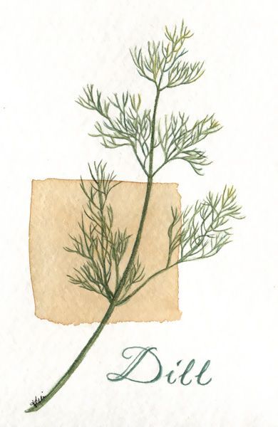 Dill Botanical Illustration, Dill Tattoos, Dill Illustration, Scarlet Woman, Herbs Illustration, Botanical Gallery Wall, Watercolor Herbs, Water Color Pencils, Home Detox