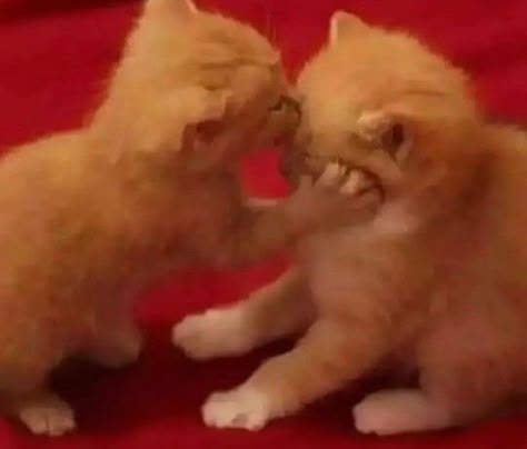 2 Cats Kissing, Cat Giving Kiss, Cat Flirting Pics, Kittens Kissing, Kissing Cats, Cat Kissing, Cats Kissing, Kiss Cat, Cat Kiss