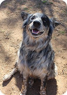 Australian Shepherd/Australian Cattle Dog Mix Dog for adoption in Burleson, Texas - Parker Mix Dog Breeds, Australian Shepherd Blue Heeler, Texas Heeler, Cowboy Corgi, Laird Hamilton, Heeler Dogs, Australian Cattle Dog Mix, Adopted Dog, Heeler Puppies