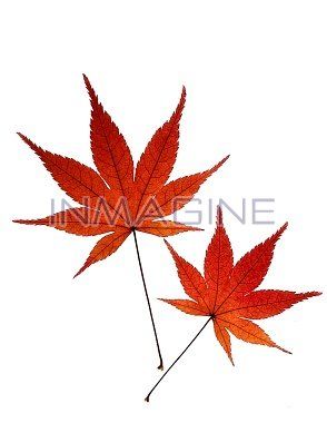 Japanese Maple Tattoo, Maple Tattoo, Japanese Maple Leaf, Symbol For Family Tattoo, Fall Gourds, Japanese Tattoo Symbols, Bamboo Tattoo, Japanese Maple Tree, Watercolor Plants