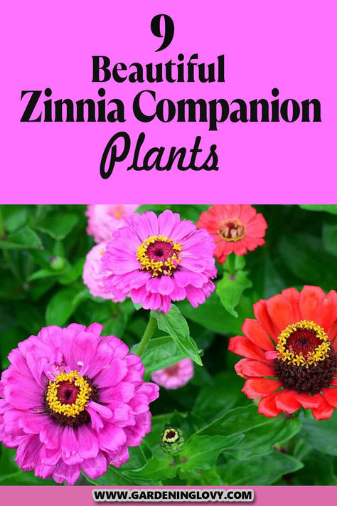 Do you have zinnias in your garden? Are you thinking of What To Plant With Zinnias Flower? Read on to get ideas about the plants that you can add. What To Plant With Zinnias Flower Beds, Are Zinnias Perrenials, Zinnias In Garden, Zinnia Flower Bed Ideas, Zinnia Bed Ideas, Growing Zinnias In Containers, Zinnia Planter Ideas, How To Grow Zinnias, Zinnia Companion Plants