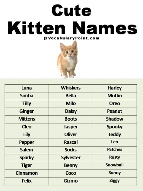 Good Orange Cat Names, Cat Names For White Cats, Cute Names For Kittens, Names For Cats Unique, Coquette Cat Names, Cute Name For Cat, Cute Names For Cats, Boy Cat Names Unique, Name For Cats