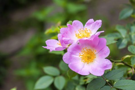 Landscaping With Roses, Lilies Of The Field, Dog Rose, Rose Varieties, Slippery Elm, Rose Trees, Planting Roses, Rose Bush, Tea Garden