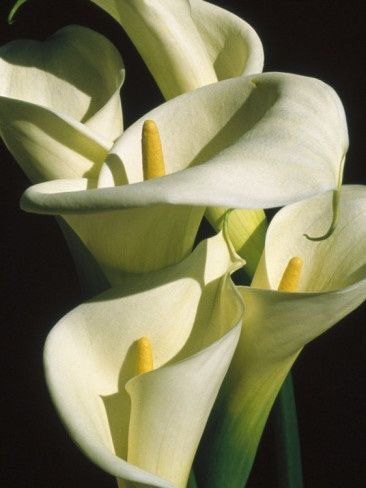 Arum Lilies, Arum Lily, Calla Lily Flowers, Photography Posters, Lily Plants, Calla Lilies, Lily Flower, Exotic Flowers, Flower Beauty