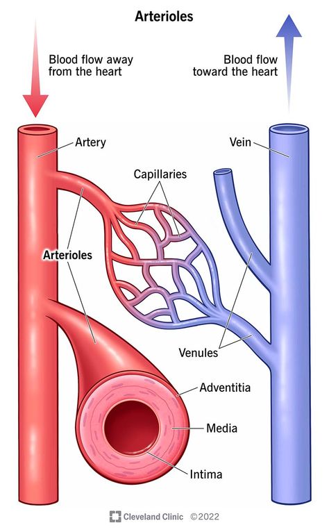 Anatomy And Physiology Notes, Physiology Notes, Arteries Anatomy, Teas Test, Medical Drawings, Leg Veins, Notes School, Arteries And Veins, Medical Procedures