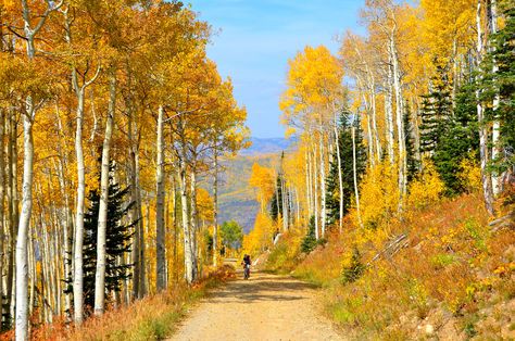 Colorado Memes, Fall In Colorado, Leadville Colorado, Steamboat Springs Colorado, Colorado Fall, Autumn Weather, Fall Getaways, Leaf Peeping, Maroon Bells