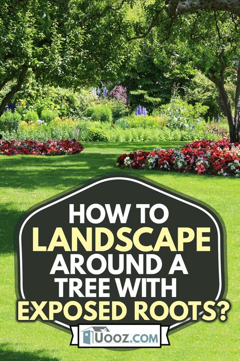 Tree Root Garden Ideas, Tree Base Ideas Outdoor, Base Of Tree Ideas, How To Landscape On A Slope, How To Cover Exposed Tree Roots, Gardening Around A Tree, Tree Roots Above Ground, Planting Around A Tree Stump, Tree Root Cover Ideas