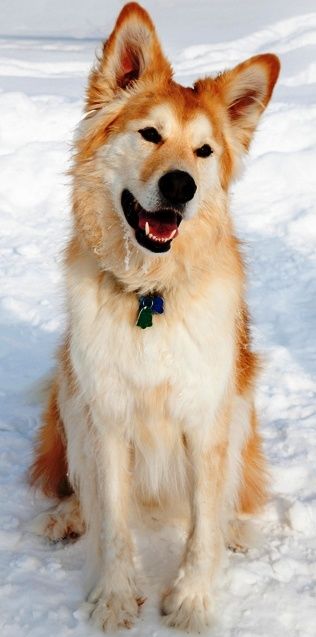 My favourite mix: the Goberian! - Imgur Golden Retriever Husky Mix, Golden Retriever Husky, Siberian Husky Mix, Golden Retriever Mix, Husky Mix, Mixed Breed Dogs, Alaskan Malamute, Puppy Breeds, Retriever Puppy