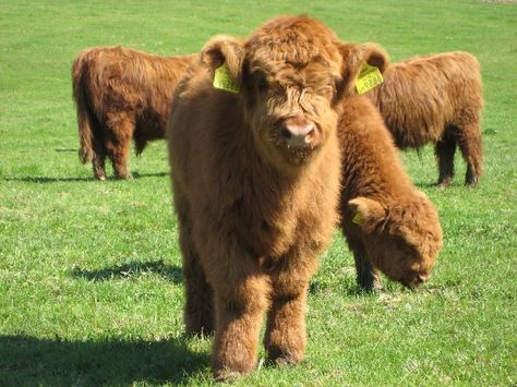 Guide to Miniature Cattle Breeds for Your Small Modern Homesteading Farm Mini Cows For Sale, Miniature Cattle, Miniature Cows, Pet Cows, Cattle Ranch, Mini Cows, Jersey Cow, Pet Illustration