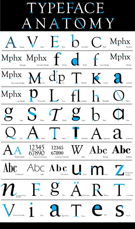 Typeface Anatomy by Alex Lang, via Behance Letter Anatomy Typography, Typeface Anatomy, Font Anatomy, Typography Anatomy, Anatomy Of Type, Letter Anatomy, Anatomy Of Typography, Lato Font, Type Anatomy