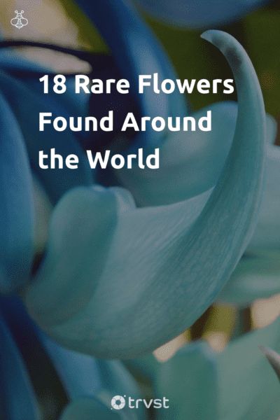 Pin Image Portrait 18 Rare Flowers Found Around the World Strange Flowers, Unusual Flowers, Rare Flowers, Pin Image, Beautiful Photos Of Nature, Exotic Flowers, Gardening Tips, Beautiful Photo, All Over The World