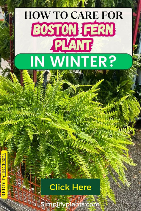 "Discover essential tips on how to bring your Boston Fern indoors for  winter! This guide covers Boston Fern care, including when to bring plants  indoors during winter and best practices for overwintering. Learn about  indoor Boston Ferns, their specific care needs, and how to create a  thriving fern garden. From choosing the right fern planters to ensuring  proper winter care, ensure your Boston Ferns thrive all season long. Winterizing Boston Ferns, Overwintering Boston Ferns, How To Winterize Boston Ferns, Christmas Fern Decor, Autumn Fern Care, How To Grow Ferns, Over Wintering Boston Ferns, How To Overwinter Ferns, Boston Fern Care Indoor Plants