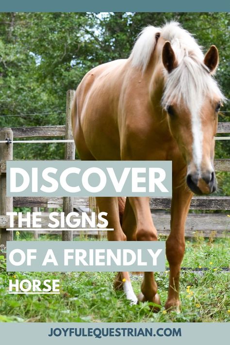 🐴 Curious about how to tell if a horse is friendly? 🐴 Check out this informative article on our website! Whether you're a seasoned equestrian or a horse lover, understanding a horse's behavior is key. Learn the signs of friendliness and build a stronger bond with your equine friends. Let's dive into the world of horse communication together! #JoyfulEquestrian #HorseFriendly #EquestrianLife Horse Behavior Signs, First Time Horse Owner, Silent Language, Small Horse Barns, Tack Room Organization, Horse Behavior, First Horse, Equine Care, Horse Breeder