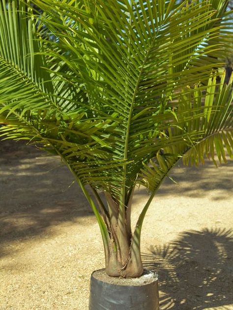 Tips about Caring for Majestic Palms (Ravenea rivularis) | Palms Online Australia Palm Plant Indoor, Palm Plant Care, Palm Tree Care, Palm Tree Types, Potted Palm Trees, Palm Trees Garden, Indoor Palm, Indoor Palm Trees, Palm Plants