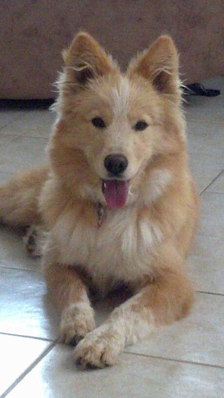 Husky golden aussie? Whatever it is it's fluffy and adorable!! Golden Retriever Husky Mix Full Grown, Golden Aussie, Golden Retriever Husky Mix, Golden Husky, Golden Retriever Husky, Therian Stuff, Medieval Aesthetic, Pet Ideas, Animals Pictures