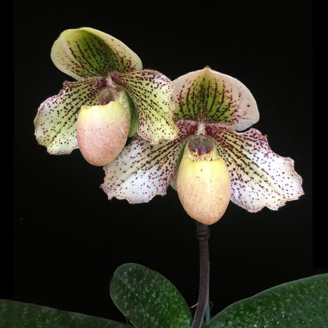 American Orchid Society on Instagram: ““Another ‘Magic’ - Paphiopedilum Snowlight ‘Green Magic’ AM/AOS awarded in June 2019. Paph. Snowlight is the cross between Paph. victoria-…” Green Orchid Flower, Neat Garden, Lady Slipper Orchid, Green Slippers, Orchid Planters, Green Orchid, Green Magic, Orchid Flowers, Indoor Jungle