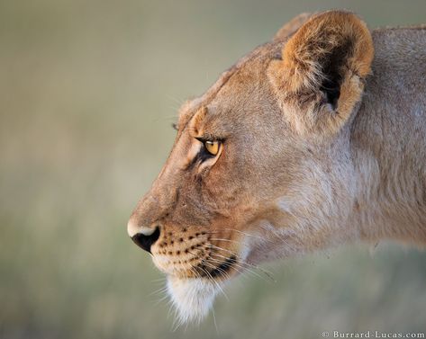 Will Burrard-Lucas on Twitter: "A beautiful Kalahari lioness photographed in Botswana.… " Lion Side Profile, Lioness Face, African Lion, Paws And Claws, Game Reserve, Side Profile, Large Cats, Leopards, Pictures Images