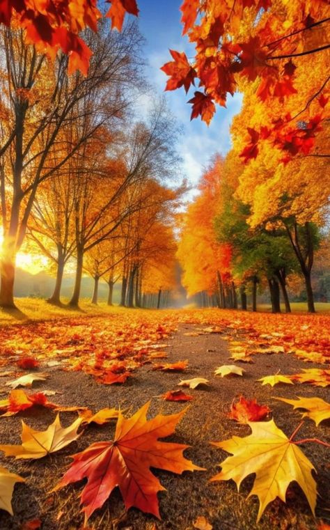 Fall Outdoor Activities, Forgive And Forget, To Forgive, Autumn Scenes, Love Animals, Autumn Scenery, Art Wallpaper Iphone, Fall Pictures, Beautiful Nature Wallpaper