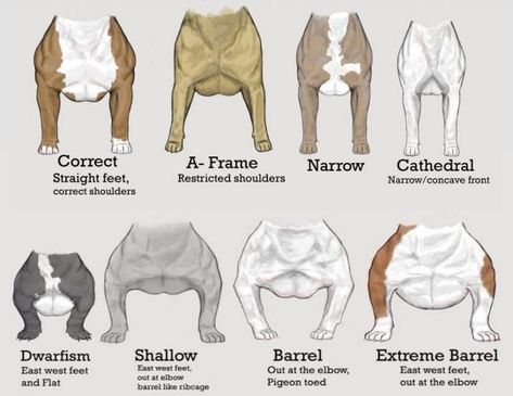 American Bully Kennels, Bully Game, Bully Pitbull, American Bullies, Bully Breeds Dogs, Dog Anatomy, American Pitbull, Bully Dog, American Pit Bull Terrier