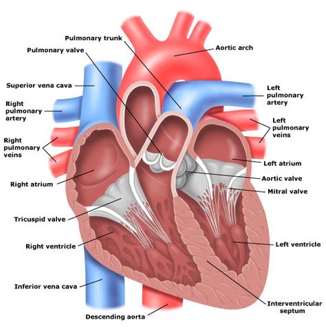 heart anatomy | Circulating System) Anatomy Flashcards, Sistem Saraf, Heart Image, Basic Anatomy And Physiology, Parts Of The Heart, Science Stickers, Heart Anatomy, Patient Education, Nursing Study