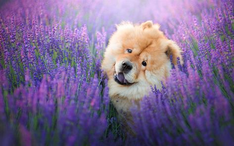 Download wallpapers chow-chow, brown fluffy cute dog, pets, dogs, wildflowers, lavender field Dogs Fluffy, Chow Puppy, Spitz Dog, 500px Photography, Giant Dog Breeds, Animals Wallpapers, Chow Chow Puppy, Welsh Corgi Puppies, Giant Dogs