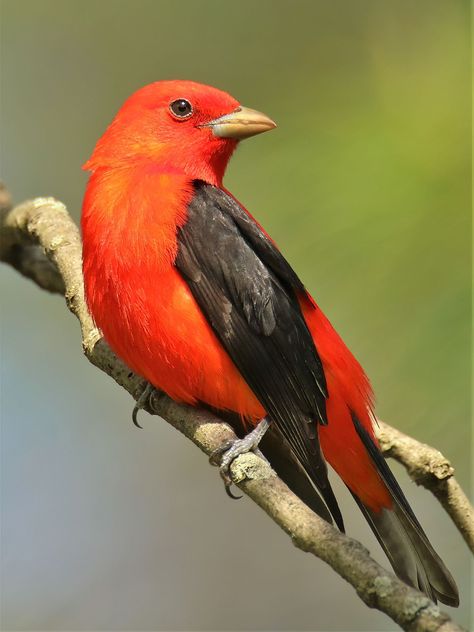 Scarlet Tanager Bird, Tanager Birds, Bird Makeup, Birds In Nature, Cool Birds, Scarlet Tanager, Bird Images, Birds Beautiful, Orange Bird