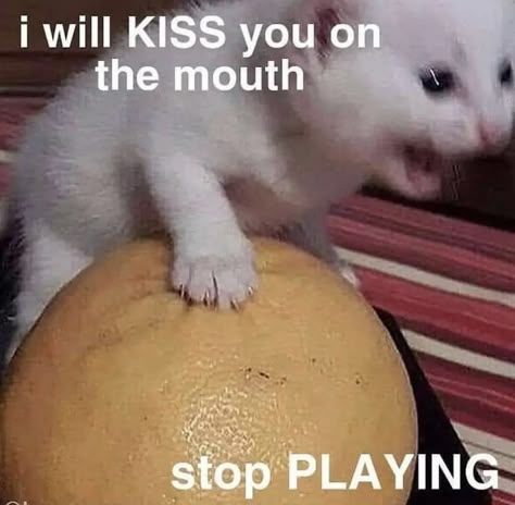 Romantic Memes, Flirty Memes, Memes Of The Day, Silly Cats Pictures, Funny Reaction, Silly Goofy, Reaction Images, Funny Reaction Pictures, Wholesome Memes