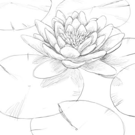 Water Lily Pencil Drawing, How To Draw Water Lilies, Draw Lotus Step By Step, Lillypads Drawing, Draw Water Lily, Dangerous Drawing, Lily Pad Drawing, Water Lily Drawing, How To Draw Water