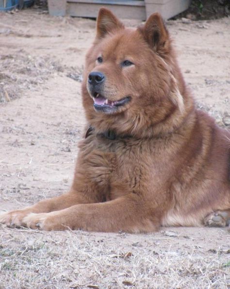 Good looking Akita Chow mix Chow Chow Mix, Tristan Evans, Wolf Dogs, Chow Chow Dog, Chow Dog, Redbone Coonhound, Chow Chow Dogs, Rare Dogs, Unique Dog Breeds