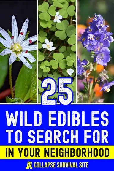 Many of these wild edible plants that can be found in your neighborhood, providing a valuable source of food in survival situations. Edible Plants Survival, Kids Survival Skills, Home Security Ideas, Common Place Book, Edible Flower Garden, Biodiversity Loss, Best Survival Food, Wild Onions, Plantain Leaves