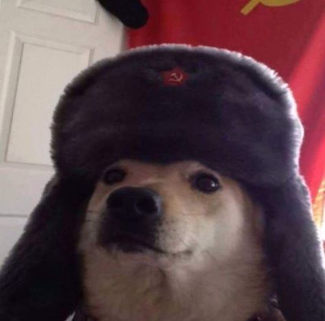 Russian doge Cute Kitten Pics, Russian Cat, Funny Dp, Military Drawings, Dog Icon, Funny Animal Photos, Cat Icon, Funny Profile Pictures, Pet Costumes