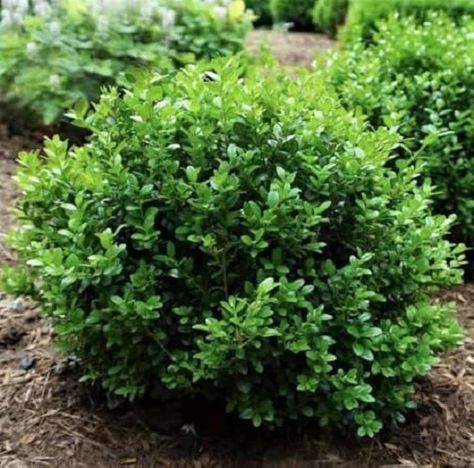 Amazon.com : Little Missy Dwarf Boxwood (Buxus) - Live Plant - (1 QT) - Evergreen - Hedge Shrub : Patio, Lawn & Garden Buxus Microphylla, Backyard Planters, Boxwood Plant, Evergreen Hedge, Hardiness Zones, Small Leaves, Fine Gardening, Grow Bags, Front Yards