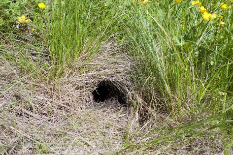 Animal burrow. Wild animal burrow digging in earth , #Ad, #Wild, #burrow, #Animal, #earth, #digging #ad Animal Burrow, Rabbit Burrow, Fantasy Environment, Animal Habitat, Icon Design Inspiration, Storybook Art, The Den, Birds Nest, Sun City