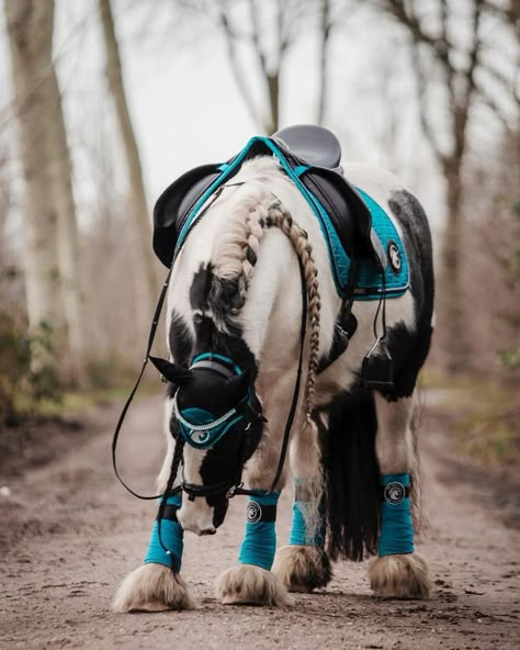 Western Horse Tack Turquoise, Pony Rider, Rare Horses, Show Jumping Horses, Cute Horse Pictures, Horse Videos, Horse Aesthetic, Dream Horse, Pretty Animals