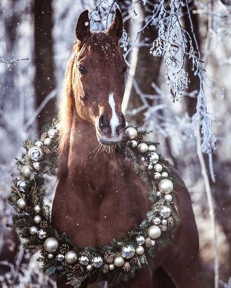 Horses Christmas, Christmas Horse, Horse Photo, Christmas Is Over, Instagram Christmas, Online Tools, Christmas Is, Christmas Wreath, The Snow