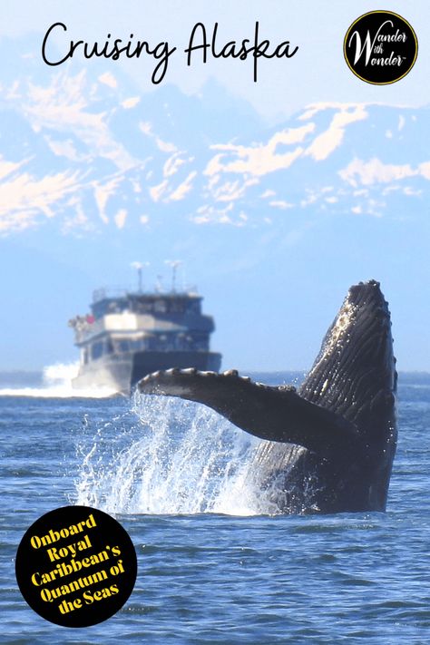 Don't rule out the early and late seasons for cruising Alaska. Here are tips for Cruising Alaska on Royal Caribbean's Quantum of the Seas. Gulf Of Alaska, Fauna Marina, Visit Alaska, Alaska Adventures, Juneau Alaska, Alaskan Cruise, Alaska Cruise, Alaska Travel, Humpback Whale