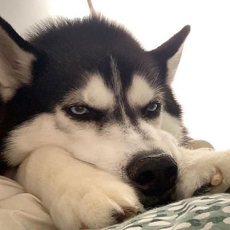 12 Things Siberian Huskies Do That Drive Us Nuts Haski Dog, Cute Husky Puppies, Dogs Treats, Annoying Things, Husky Funny, Cute Husky, A Husky, Siberian Huskies, Silly Dogs